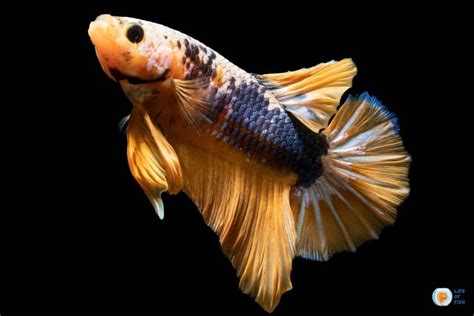 samuraibett|Samurai Betta Care .
